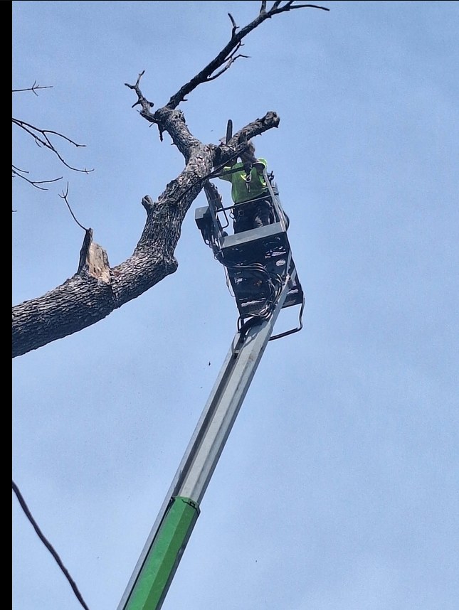 Tree worker cutting a large tree from a bucket lift